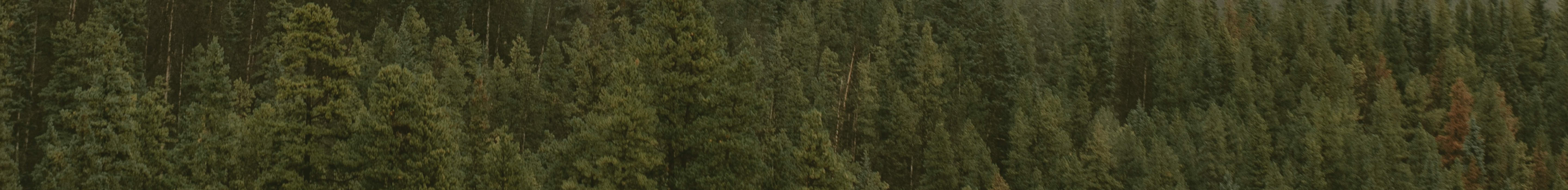 Forest landscape